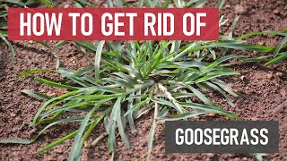 How to Get Rid of Goosegrass [Weed Management]