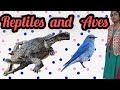 What's Aves and Reptiles || Animal Kingdom part 4
