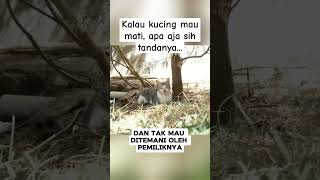 If A Cat Is About To Die What Are The Signs