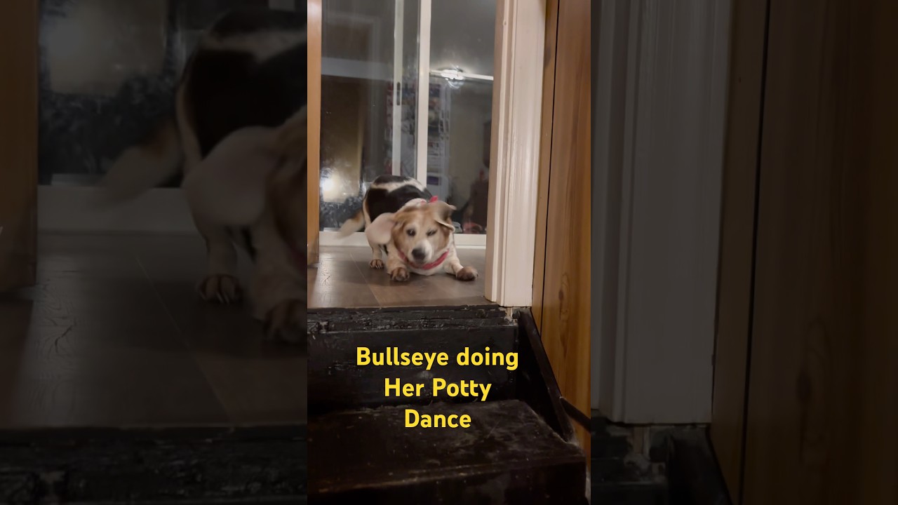 Бигль Буллсай исполняет свой танец «Мне нужно в туалет» 