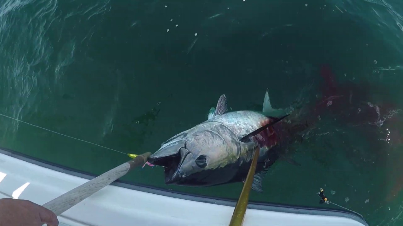 NJ Bluefin tuna YouTube