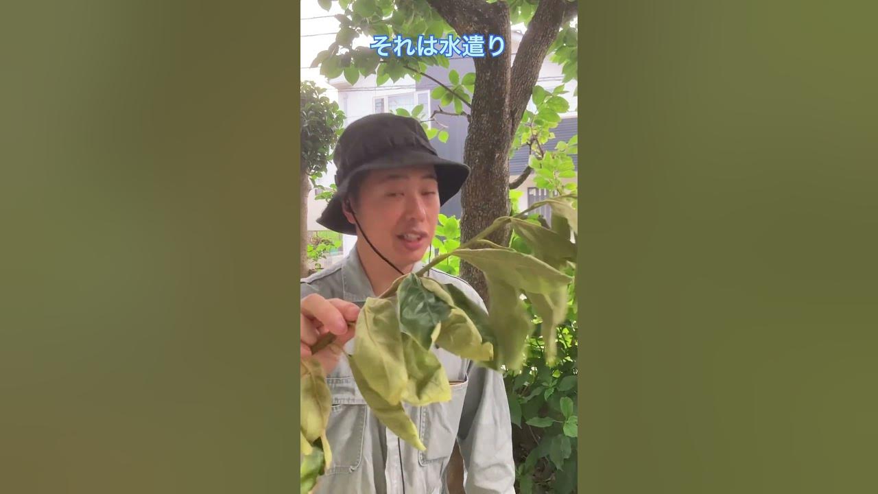 真夏に植木を切った後にやってほしい事（字幕対応）