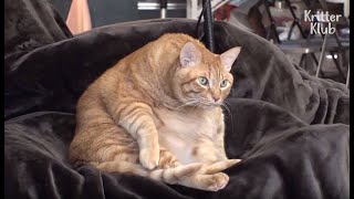 *please don't forget to hit the cc button for subtitles* get cat
kitten apparel here: http://bit.ly/cutekittenapparelmerch use code
meme an extra 5% disc...