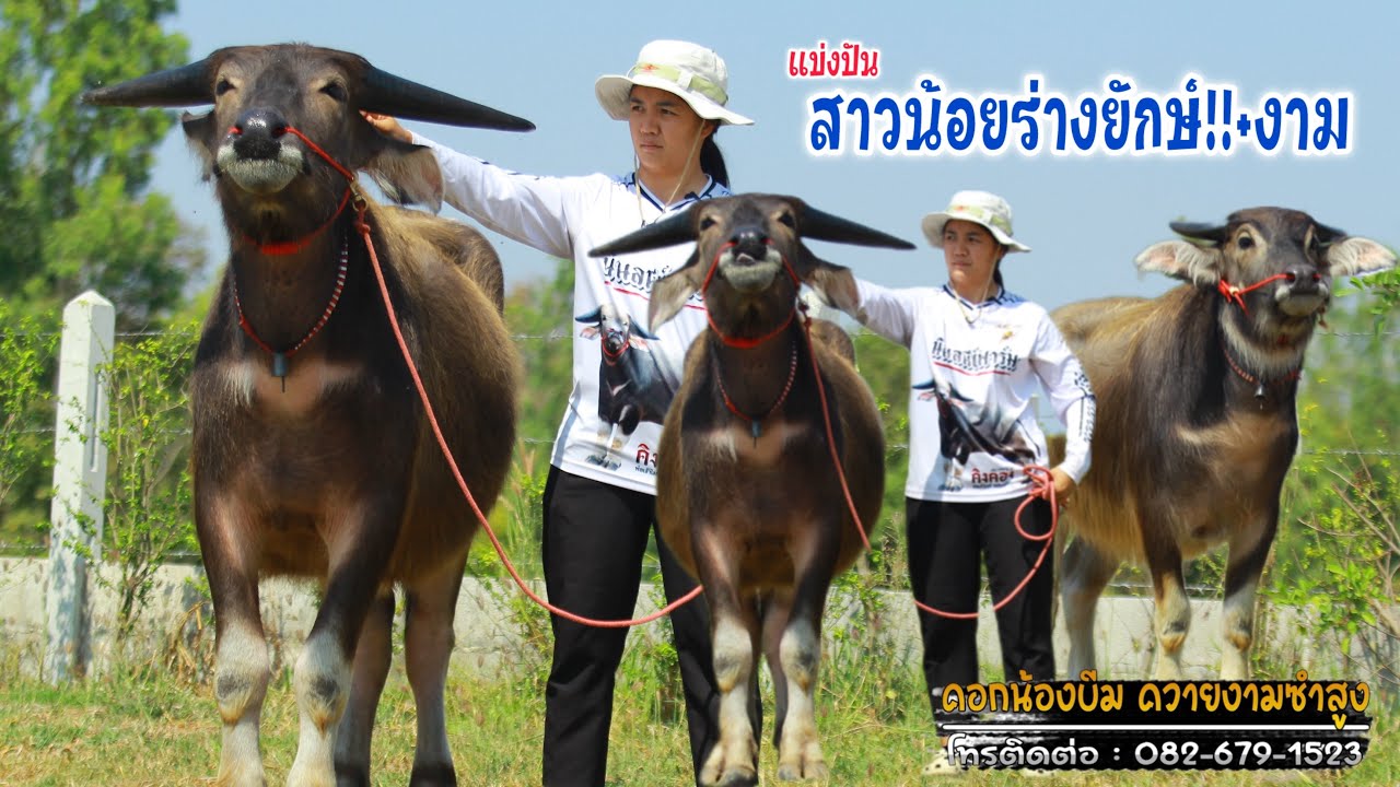 (01/02/69)แบ่งปันควายเลี้ยงควายงาม แม่สาท้องแรก+สาวน้อยร่างยักษ์! คอกน้องบีม☎️082-679-1523