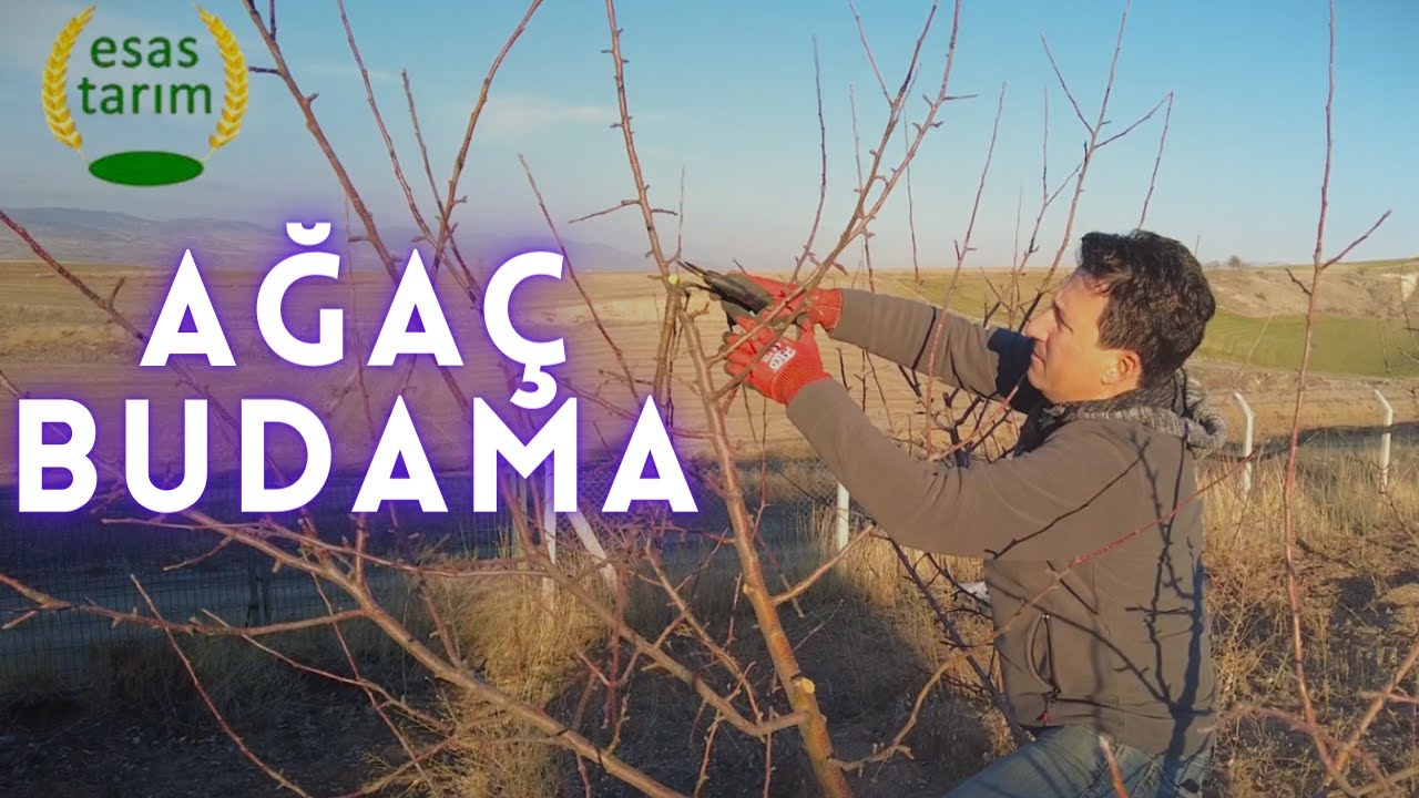 Bordo Bulamacı ve Profesyonel Ağaç Budama Teknikleri