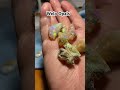 Welo Opal Rough