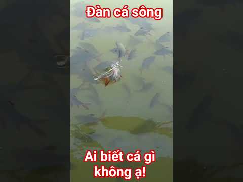 Cá gì nhiều thế #dulich #travel #tintuc #review #camping #batdongsan #giadinh #cuocsong