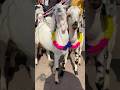 Meerut Mandi #viralvideo #goat #azharvlogs #shorts #meerut #youtubeshorts #shorts #viral #shortvideo