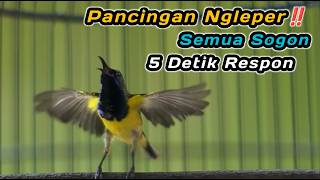 PANCINGAN PENGGACOR SOGON BAHAN OMBYOKAN‼️IJOAN JANTAN TROTOL METALIK PASTI RESPON IKUTAN NEMBAK