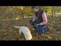 Truffle hunting in England? Truffle hunting in England?