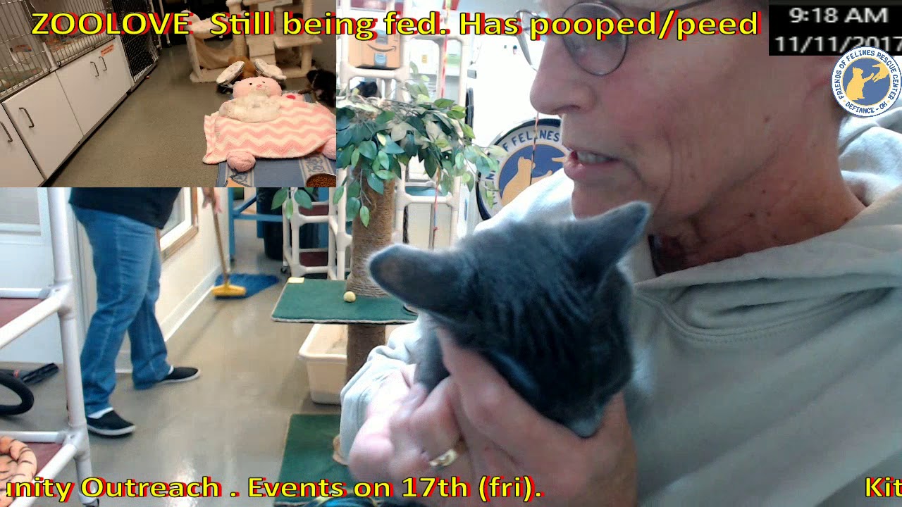 cage free vs organic eggs Adoption of Purrdony 11/11/2017