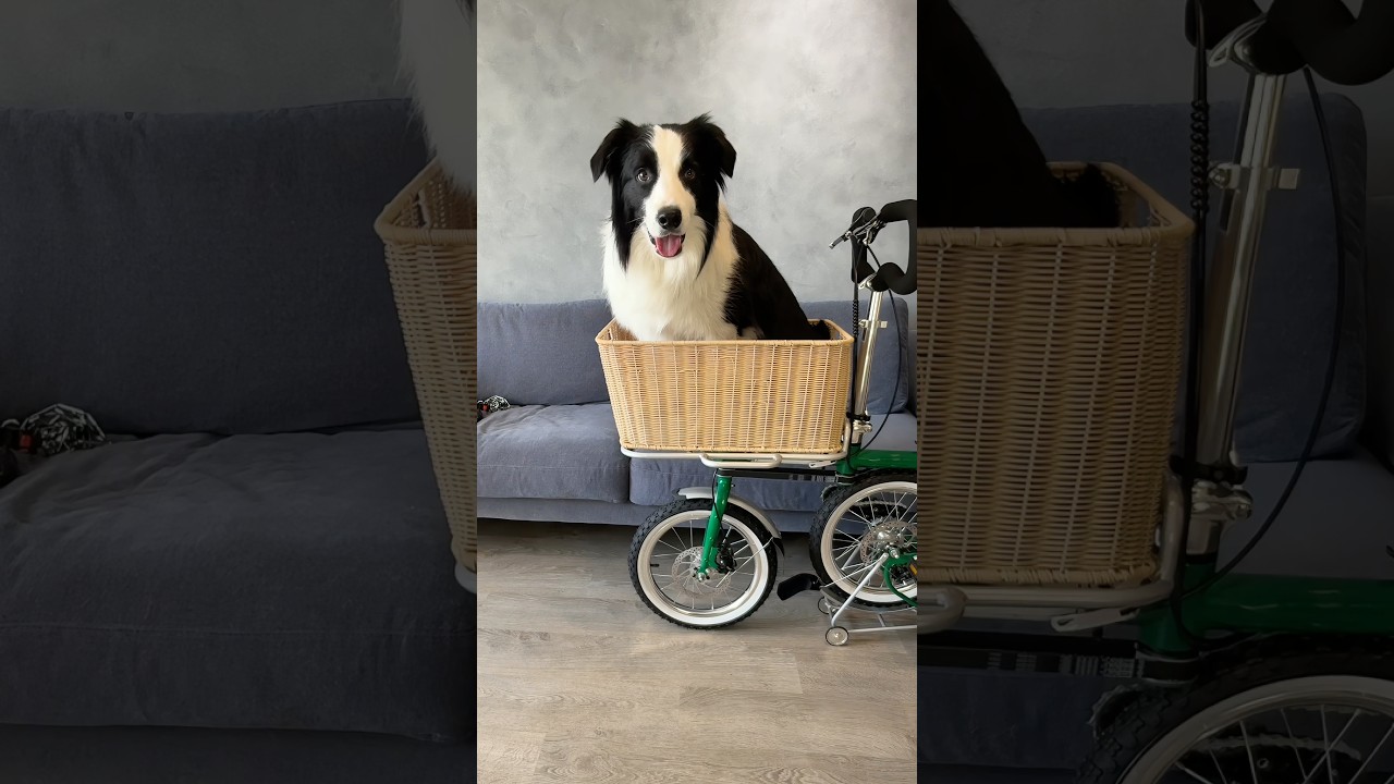 Interesting foldable cargobike 