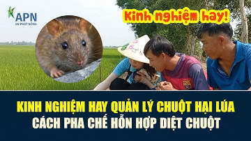 APN - KINH NGHIỆM  GIĂNG BẪY NGĂN CHUỘT PHÁ LÚA - CÁCH TRỘN HỖN HỢP ĐUỔI CHUỘT HIỆU QUẢ