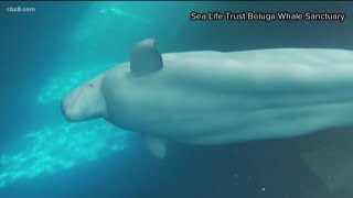 Two beluga whales heading from captivity to the ocean