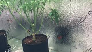 How to Grow Monster Medical Marijuana #tnbnaturals #opticled