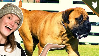 DO BULLMASTIFF HAVE OBESITY PROBLEMS? by Will Atherton Bullmastiff Show 1,144 views 3 years ago 5 minutes, 40 seconds