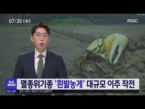 멸종위기종 흰발농게 이주 대작전[목포MBC 뉴스투데이]