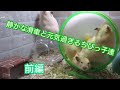 【前編】静かな回し車 vs 元気過ぎるちびっ子達 【ハムスター】Hamster  vs silent  hamster wheel