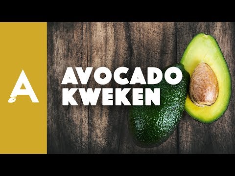 Video: Waar is de geboorteplaats van avocado en hoe kun je deze thuis kweken?