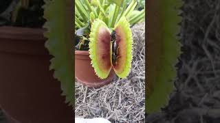 Venus fly trap catching bug - carnivorous plant catch