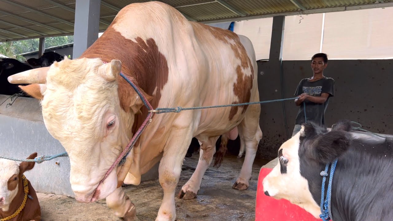 SAPI RAKSASA SANGKURIANG EXS SETIA FARM ATRAKSI DI KANDANG ‼️🔥🔥🔥 - YouTube