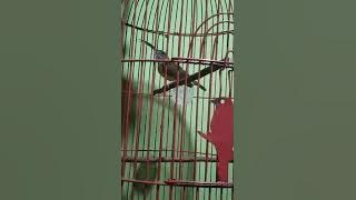 Download lagu Video Original Pijantung Pisang Betina Ngekek Durasi Speed jeda Rapat / Cocok buat pancingan Emosi.