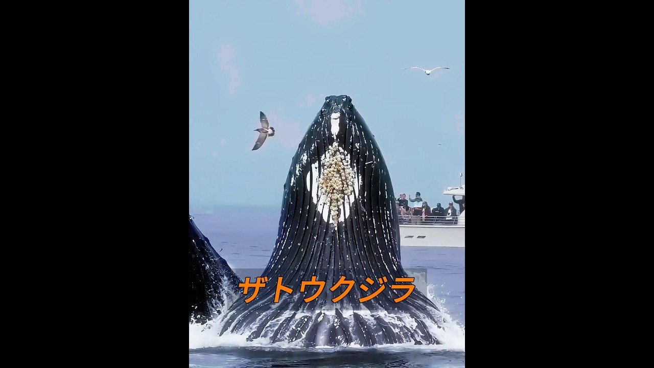 こんなに大きなザトウクジラを見たことがありますか？ #animals #動物プロダクション #自然