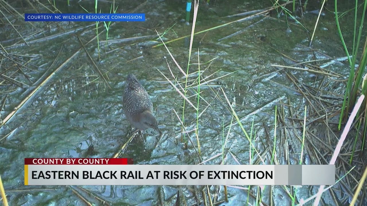 Rising sea levels, habitat loss endanger Eastern Black Rail