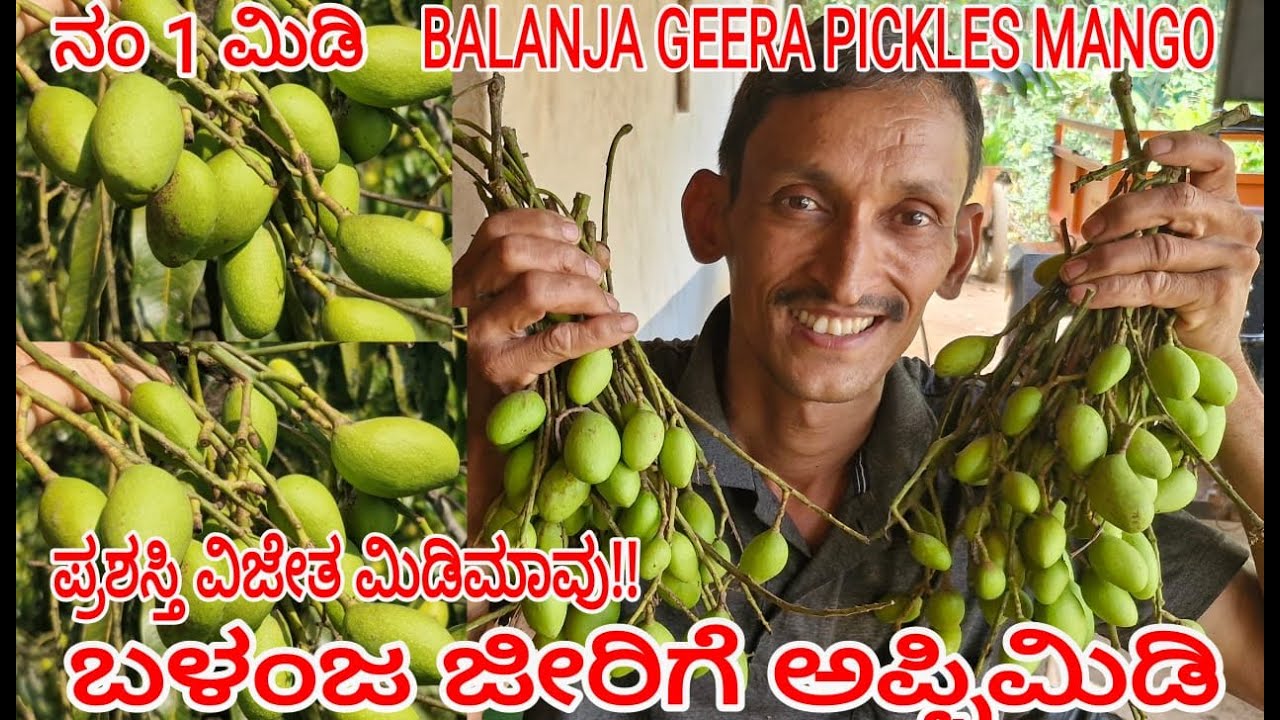 ಬಳಂಜ ಜೀರಿಗೆ ಅಪ್ಪಿಮಿಡಿ| PICKLE'S MANGO| BEST PICKLE MANGO| ಪ್ರಶಸ್ತಿ ವಿಜೇತ ಅಪ್ಪಿಮಿಡಿ| +919448067466