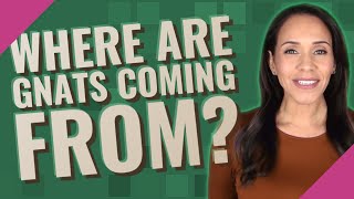Where are gnats coming from?