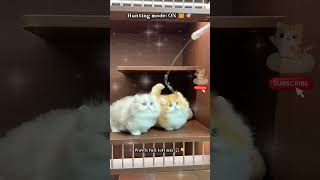 POV: You have two tiny hunters in the house 😼