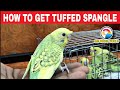 How to get Tuffed Spangles || MG BIRDS WORLD || #tuffedbudgies