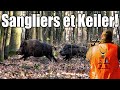 Chasse en battue journe riche en sangliers