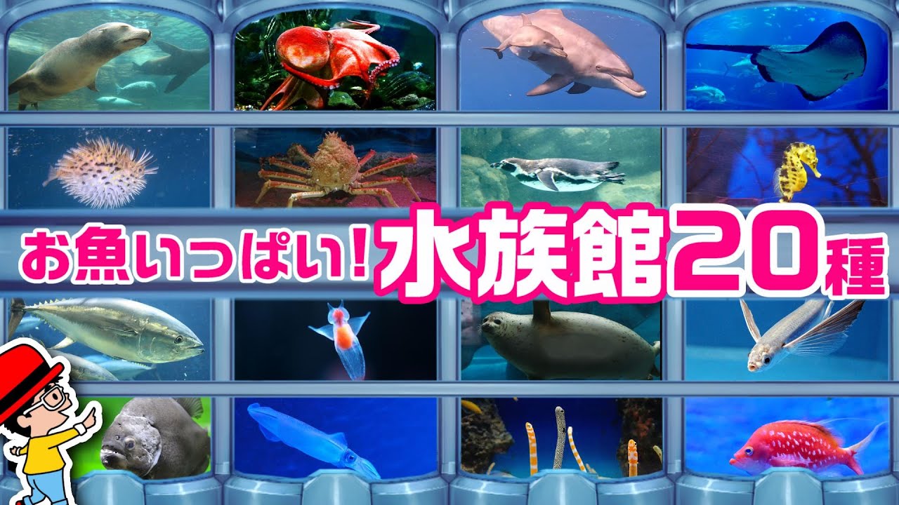 Kids' Fun Aquarium] A huge collection of sea creatures and fish
