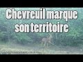 Régalis chevreuil (marque territoire) - Bushnell HD Natureview 119440