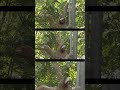 Before you call it a hug, take a closer look 🦥