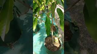 Srikaya merah red atemoya Thailand