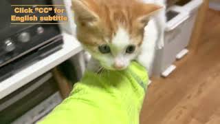 【Endless loop】The cat keep coming back to kitchen by 猫’s（ネコズ ）チャンネル 6,738 views 2 years ago 4 minutes, 33 seconds