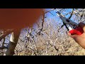 Apple tree prunning sassion with rakesh chauhan  apple tree prunning technic