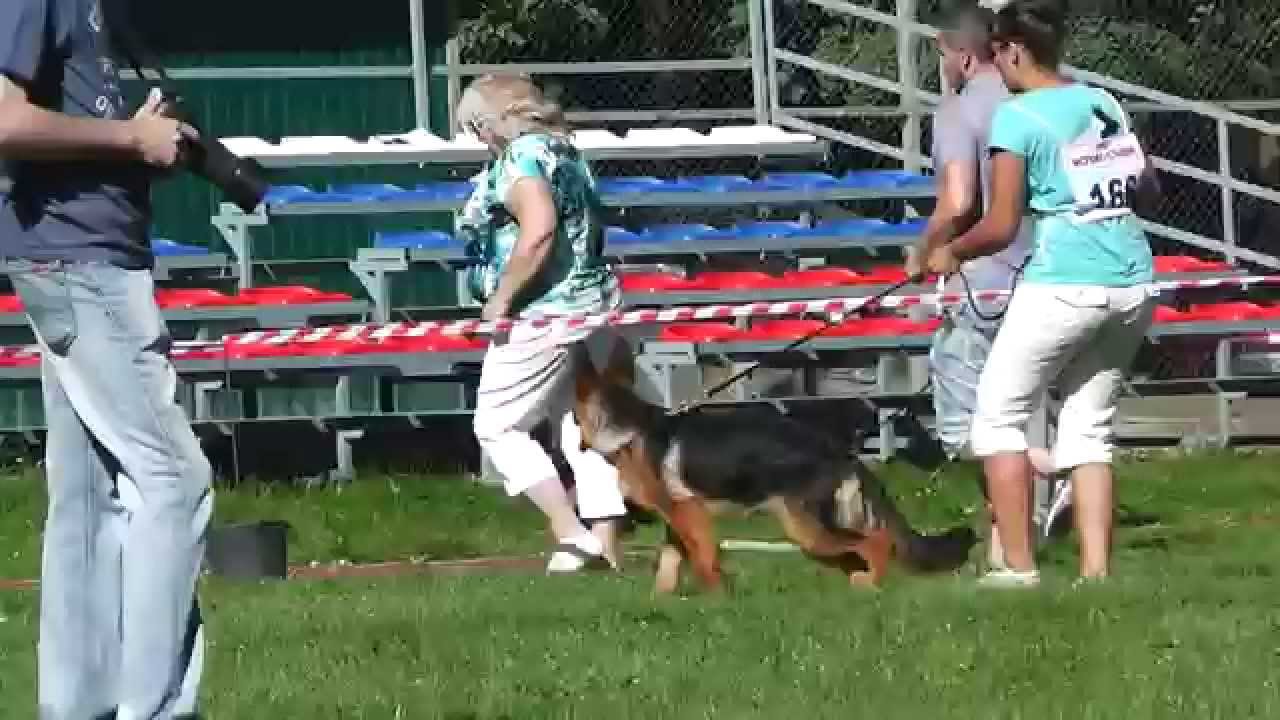 Выставка бмв в яхроме