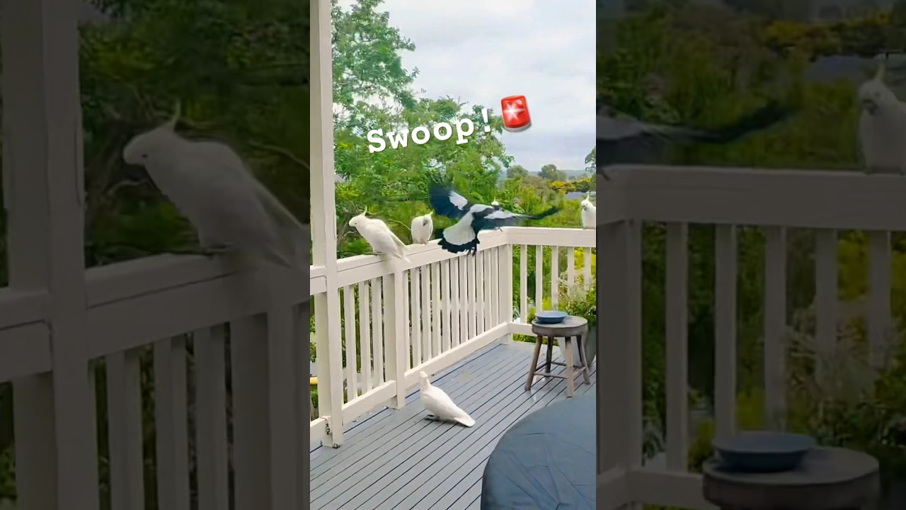 Magpie Swooping Season!  Magpie vs Cockatoo 