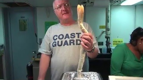 WHOI Dive and Discover 2014 - Tubeworm Dissection