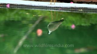 Red-Wattled Lapwing Reflected In A Lily Pond