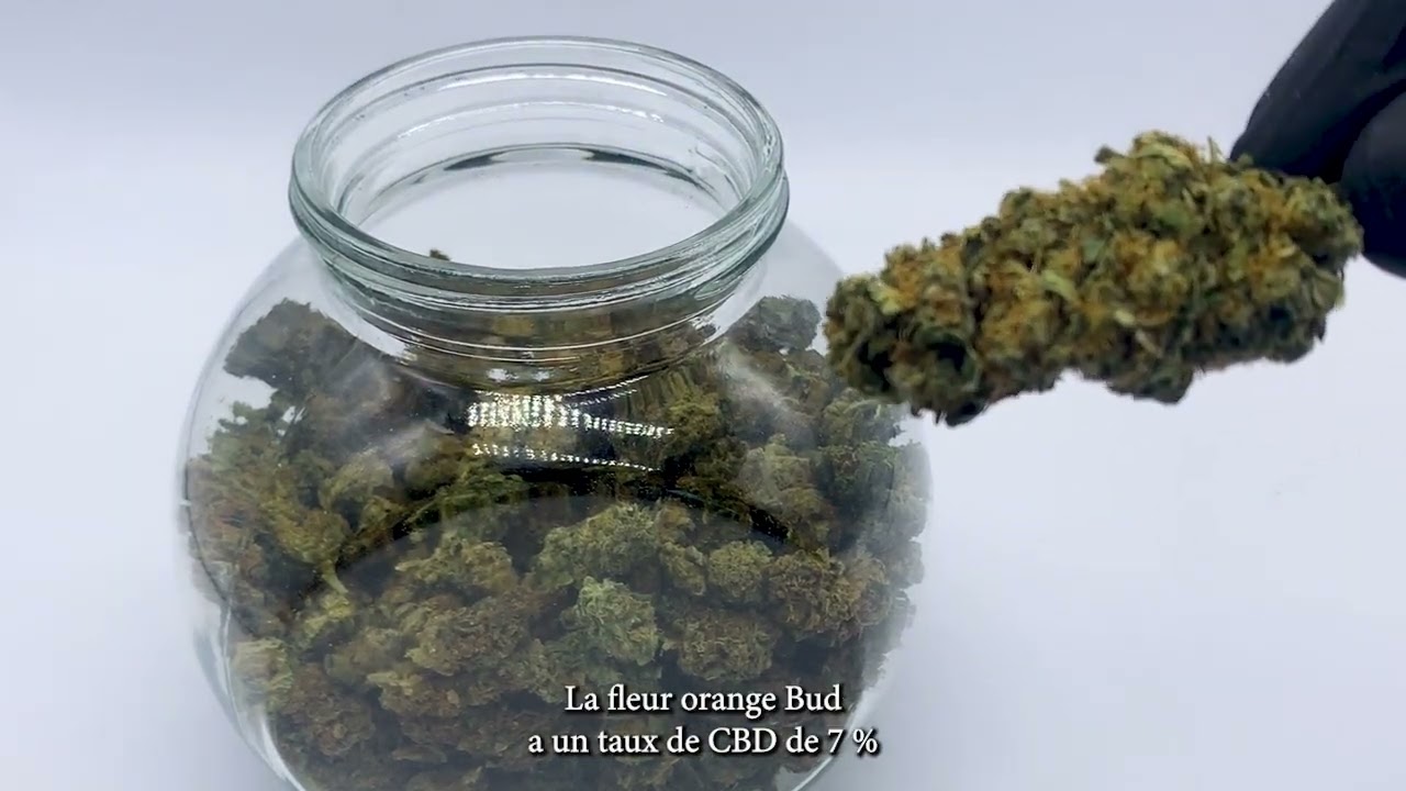 Présentation Orange Buds