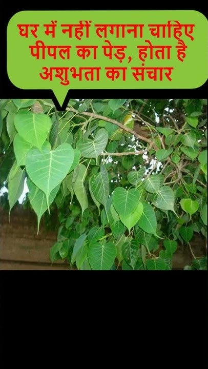 Peepal Tree At peepal-tree-at