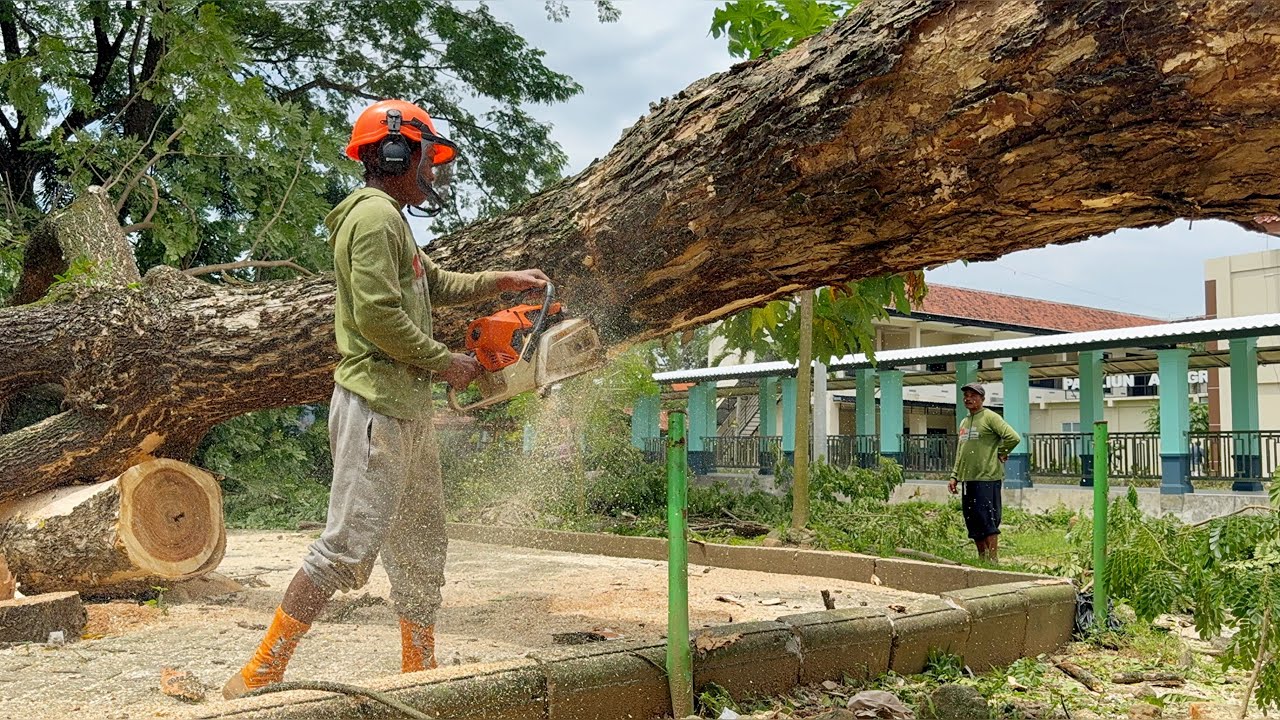 Building Rescue! Removing 2 Old Trees Squeezed Between Structures!