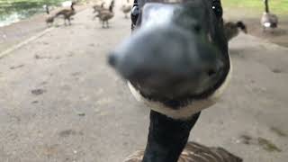 Canada goose attacks