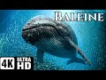 Les BALEINES Géantes Et Les SECRETS Des Océans Documentaire Animalier Marins