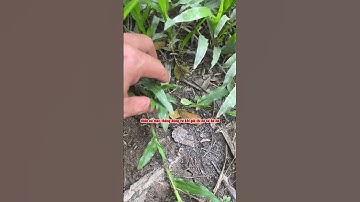 Siêu Thị Cây Cảnh | Phân Biệt Cỏ Ta Và Cỏ Thái | Anh Hoa - Làng Hoa Trăm Tuổi #shorts