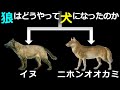 イヌとニホンオオカミは同じオオカミから進化した~イヌの起源に関する最新の研究成果とヒトとイヌの繋がりについて~【ゆっくり解説】